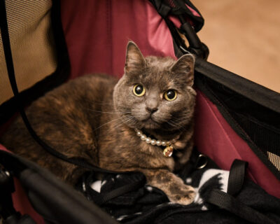 Lola-Pearl at The 2024 ASPCA Humane Awards Luncheon