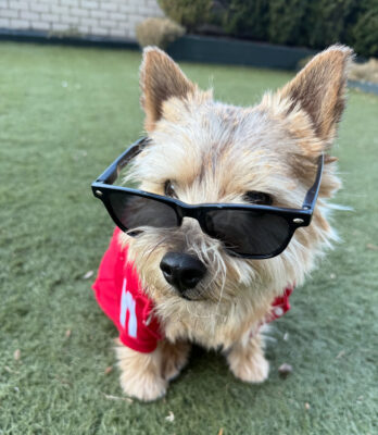Norwich Terrier Eevee wearing sunglasses and a tracksuit