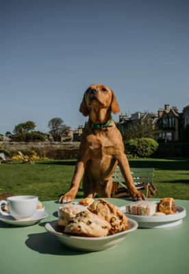 Dog at Marine North Berwick in Scotland. Photo courtesy of Marine & Lawn Hotels & Resorts