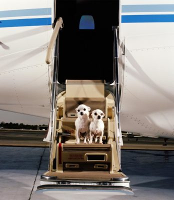 Two dogs living the high life on a private jet