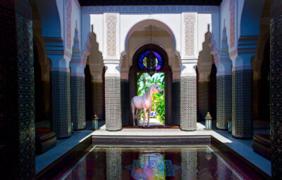 Selman Arabian horse standing by the hotel pool